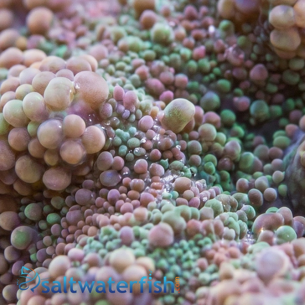 Mushroom Coral - Ricordea Yuma Green and Pink