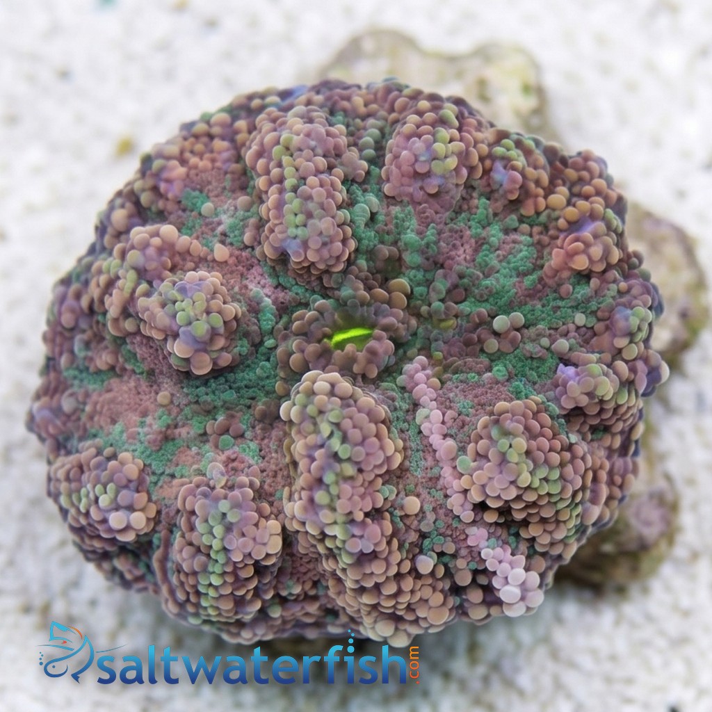 Mushroom Coral - Ricordea Yuma Green and Pink