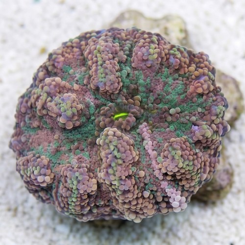 Mushroom Coral - Ricordea Yuma Green and Pink