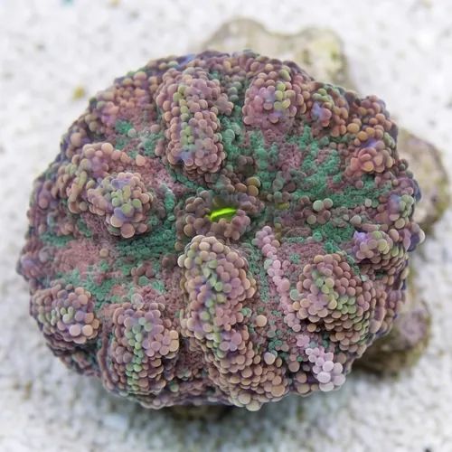 Mushroom Coral - Ricordea Yuma Green and Pink
