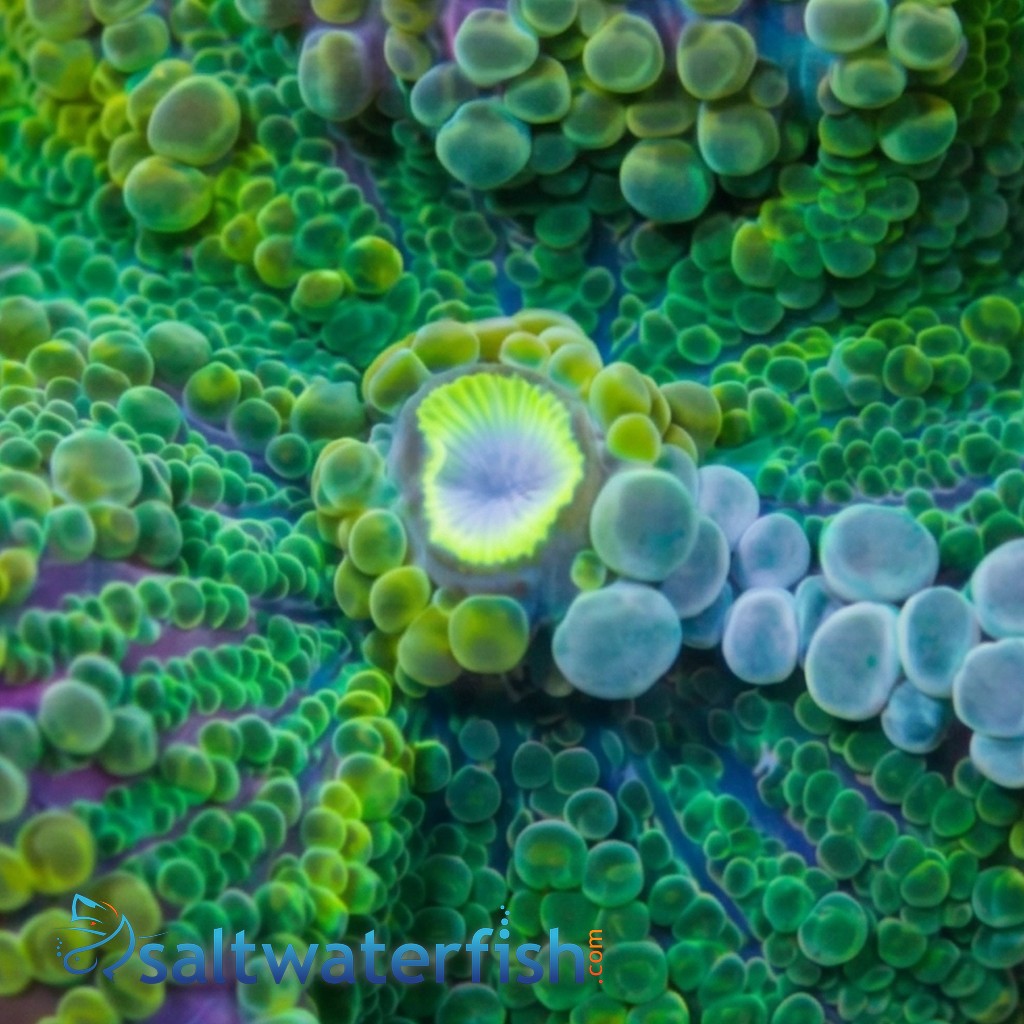 Mushroom Coral - Ricordea Yuma :Colored