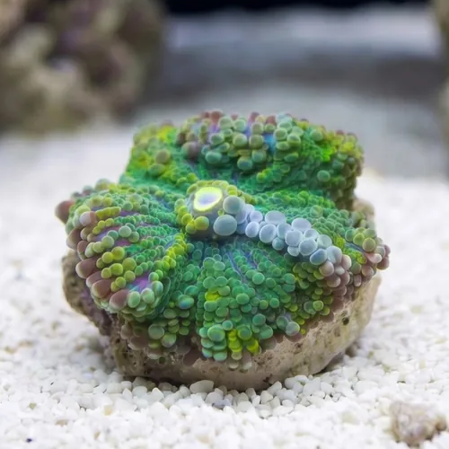 Mushroom Coral - Ricordea Yuma :Colored