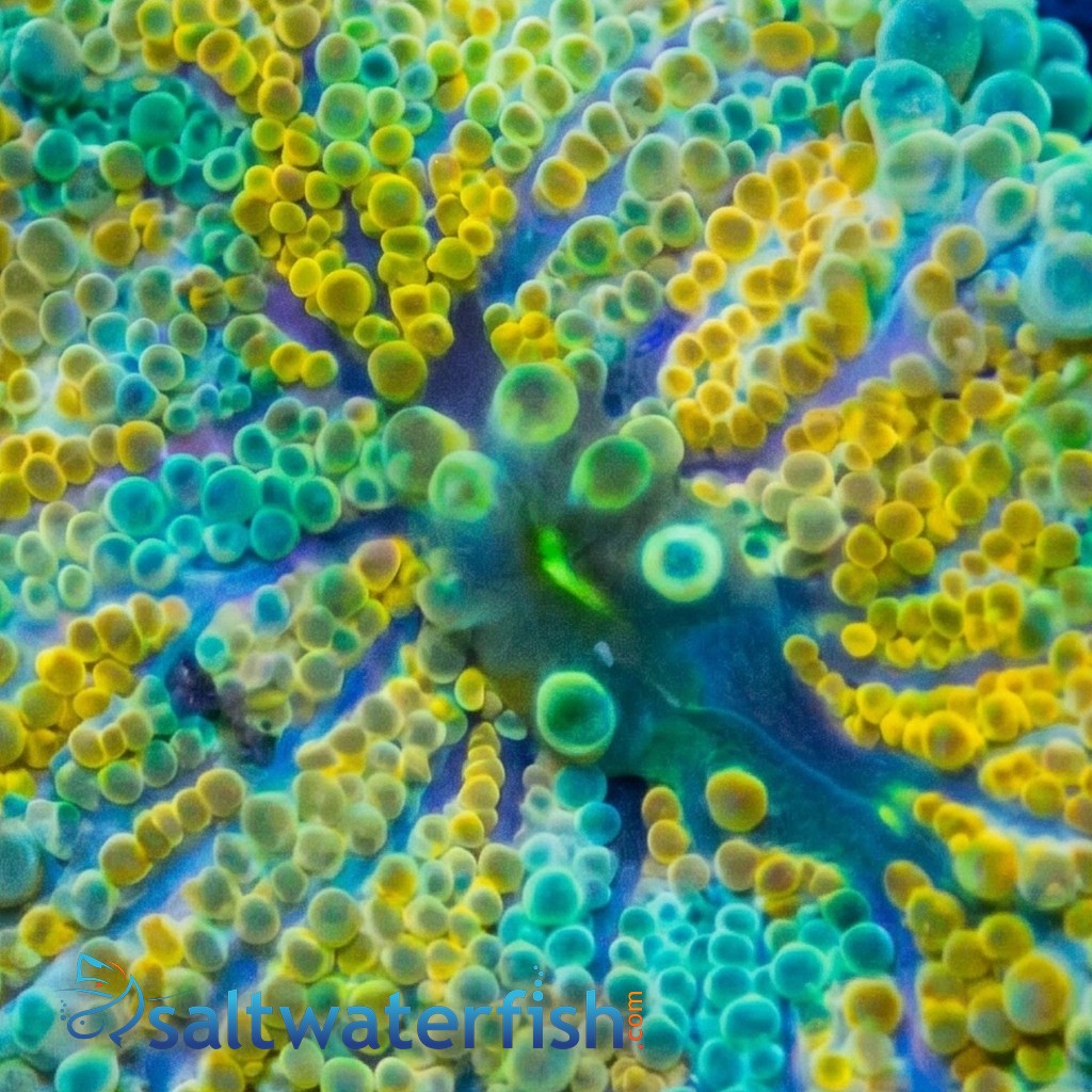 Mushroom Coral - Ricordea Yuma : Colored