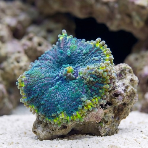 Mushroom Coral - Ricordea Yuma : Colored