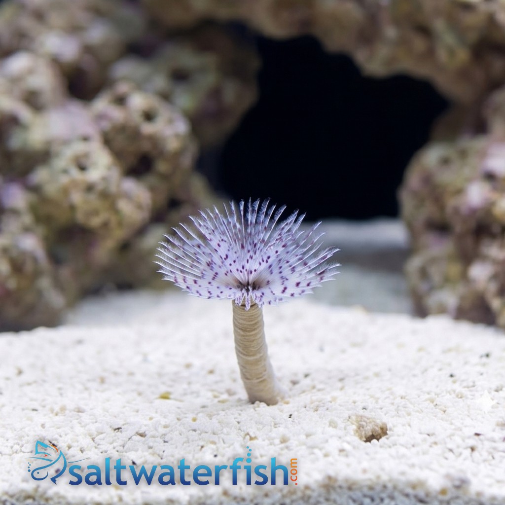 Dwarf Feather Duster: Pink