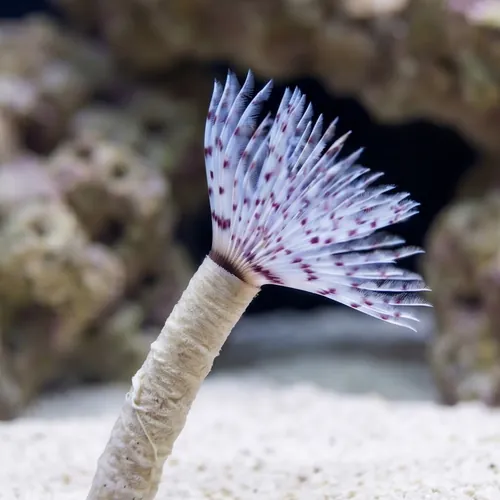 Dwarf Feather Duster: Pink
