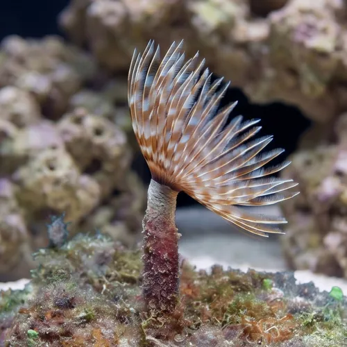 Feather Duster: Assorted - Atlantic