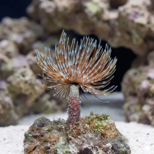 Feather Duster