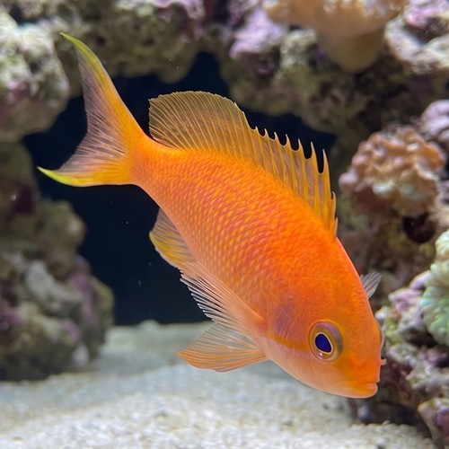 Sakura Anthias