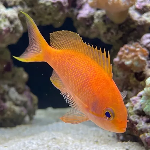 Sakura Anthias