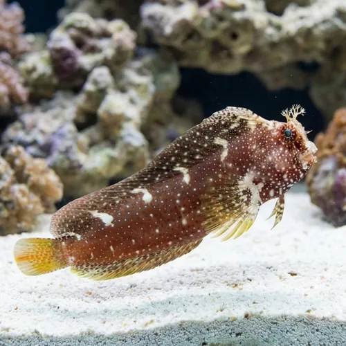 Starry Blenny - Philippines