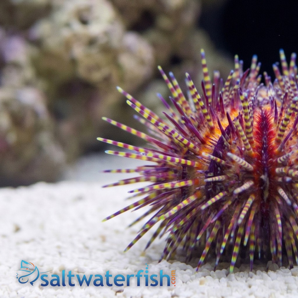 Pincushion Urchin Red