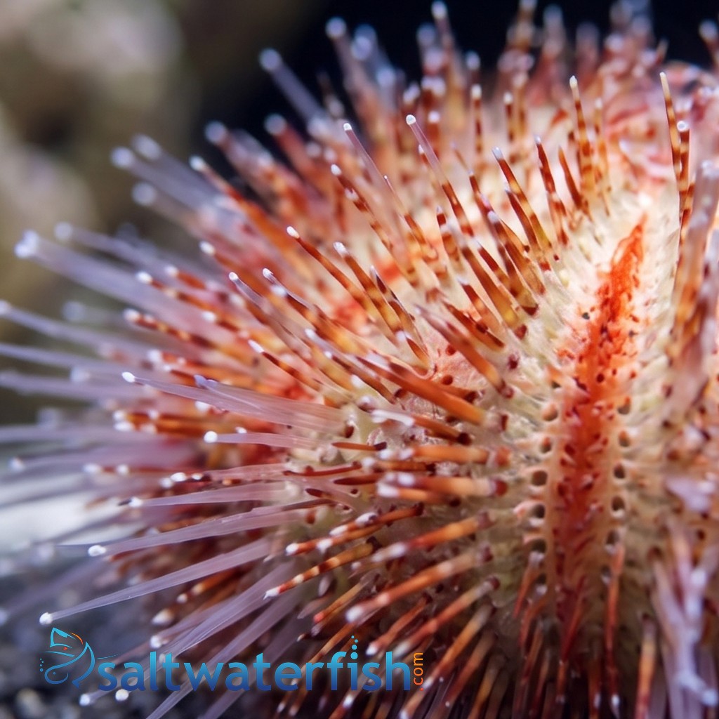 Pincushion Urchin Red