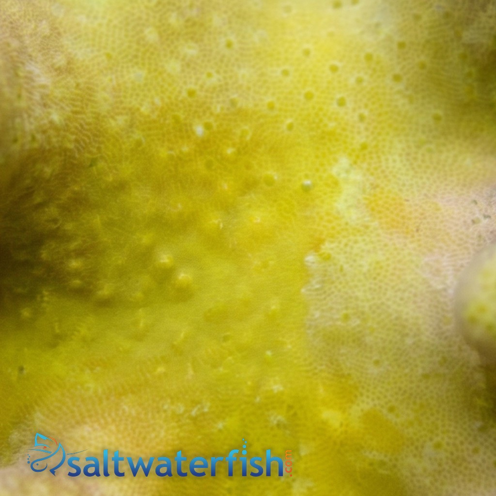 Toadstool Leather Coral:  Yellow