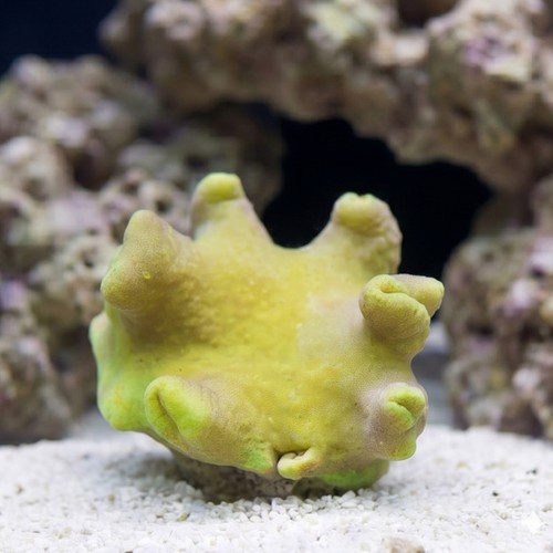 Toadstool Leather Coral:  Yellow