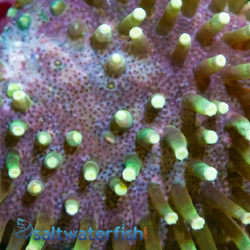 Toadstool Leather Coral: Green Polyp, Nano - Aquacultured