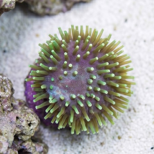 Toadstool Leather Coral: Green Polyp, Nano - Aquacultured