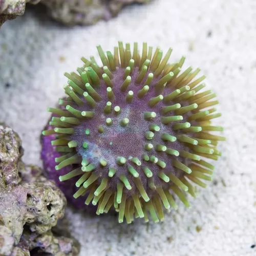 Toadstool Leather Coral: Green Polyp, Nano - Aquacultured
