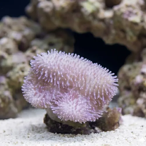 Toadstool Leather Coral: Mini