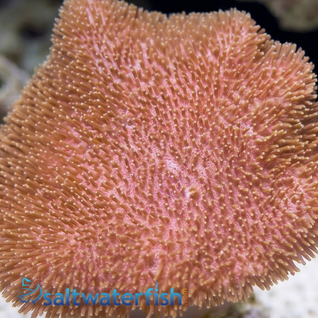 Toadstool Leather Coral - Indo Pacific