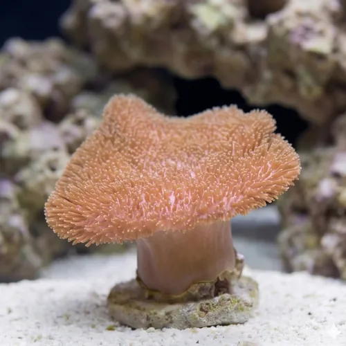 Toadstool Leather Coral - Indo Pacific