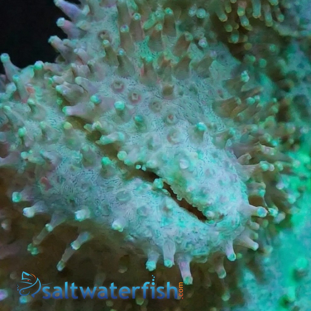 Toadstool Leather Coral - Fiji