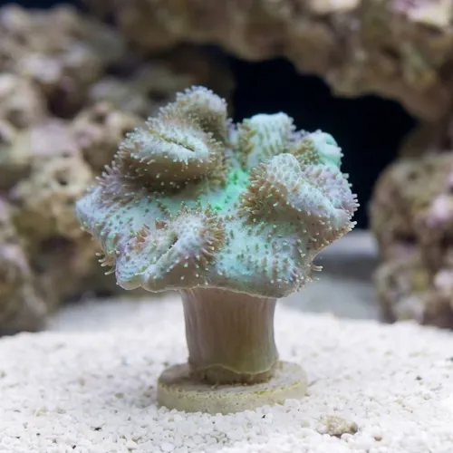Toadstool Leather Coral - Fiji
