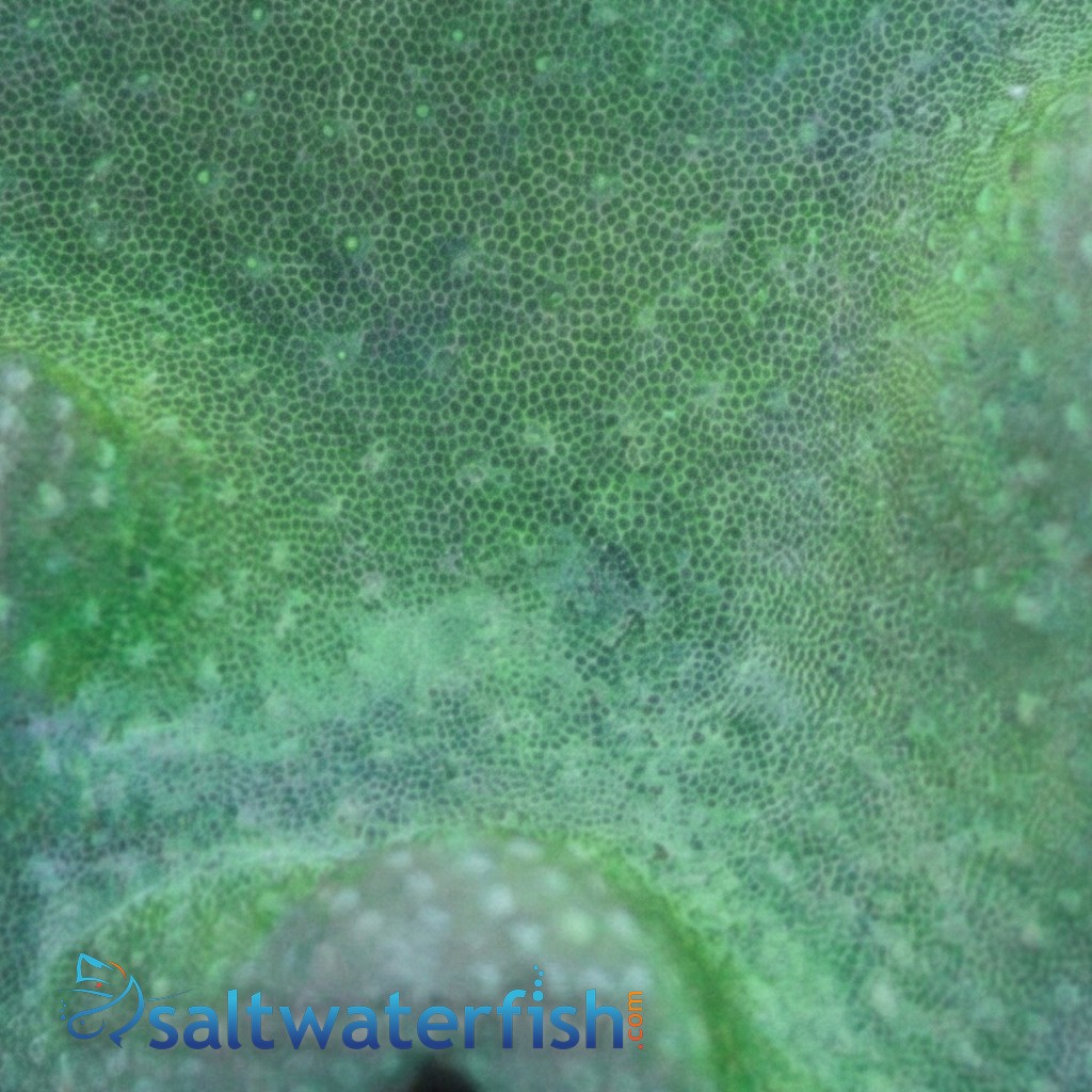 Toadstool Leather Coral: Green Polyp - Fiji