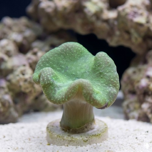 Toadstool Leather Coral: Green Polyp - Fiji