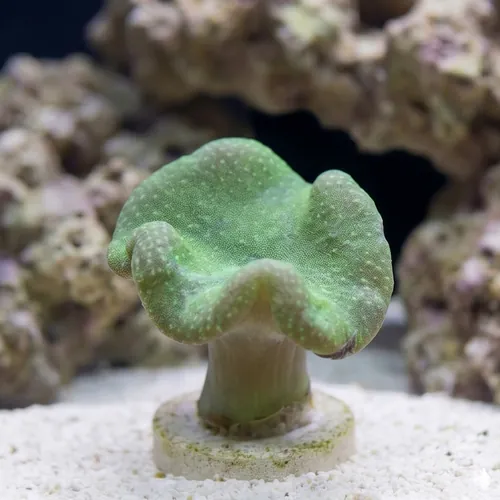 Toadstool Leather Coral: Green Polyp - Fiji
