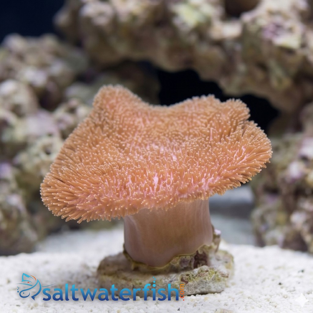 Leather Toadstool Coral