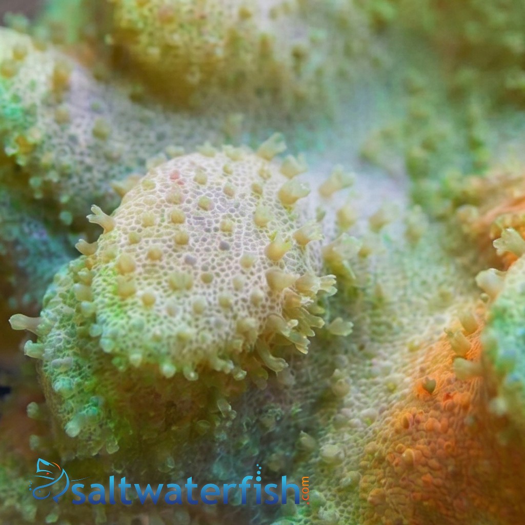 Leather Toadstool Coral: Yellow - South Pacific