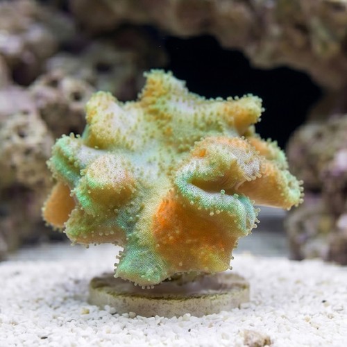 Leather Toadstool Coral: Yellow - South Pacific