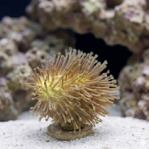 Umbrella Leather Coral