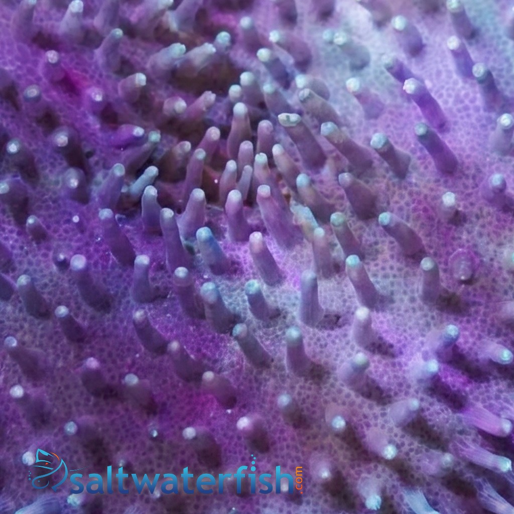 Leather Toadstool Coral: White/Yellow Polyp