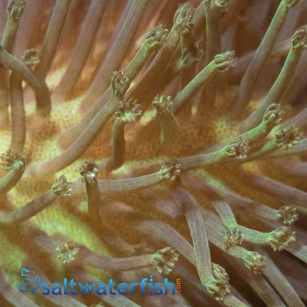 Umbrella Leather Green Polyp