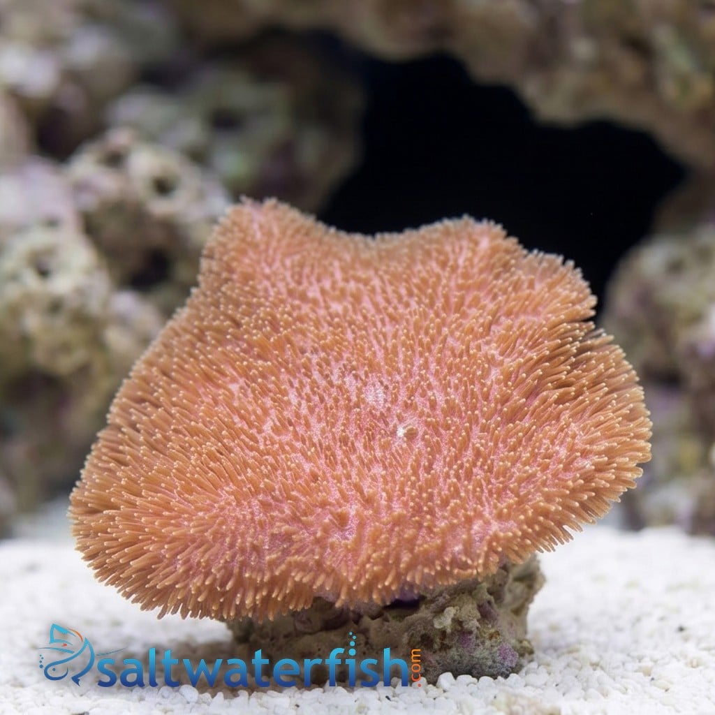 Nano Leather Toadstool Coral