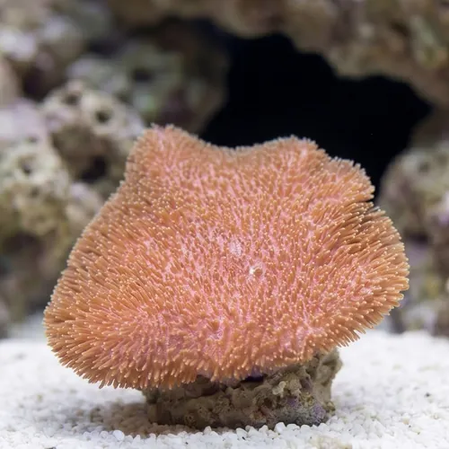 Nano Leather Toadstool Coral