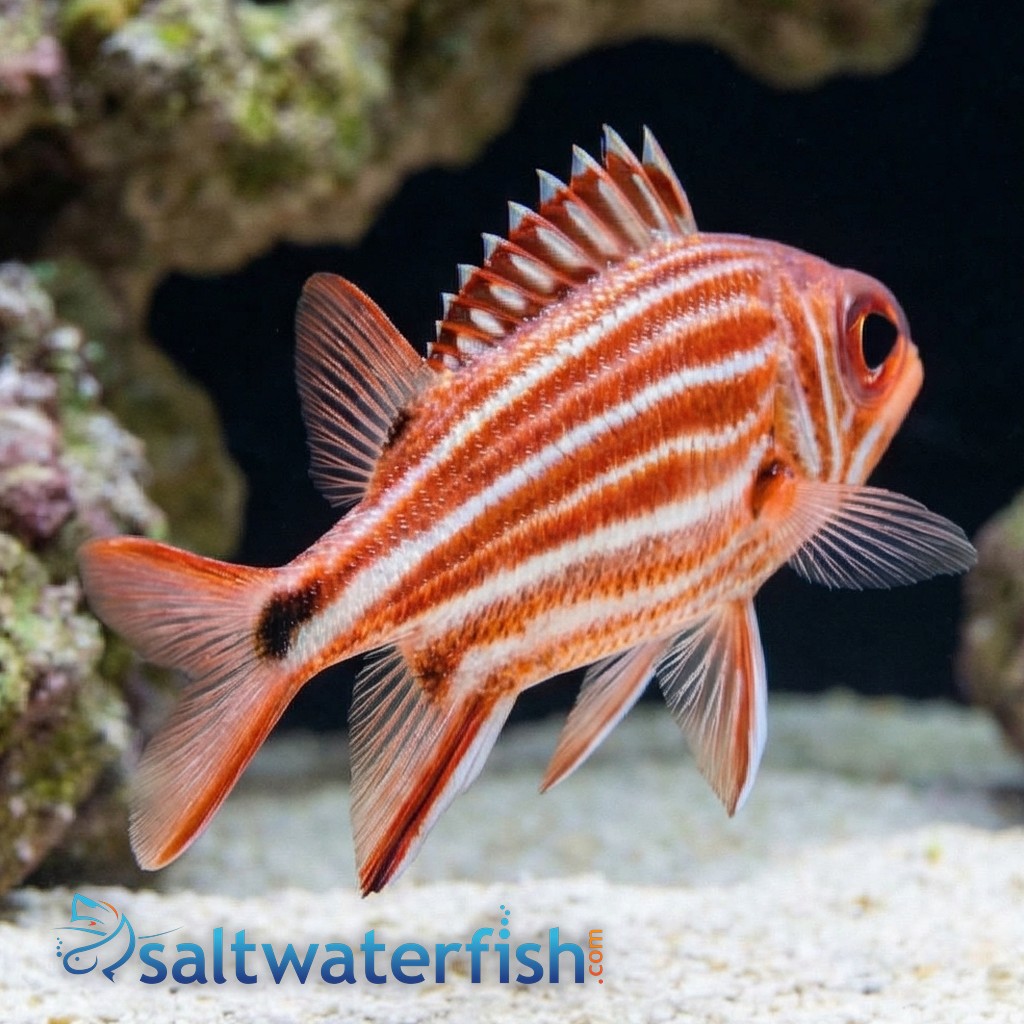 Crown Squirrelfish