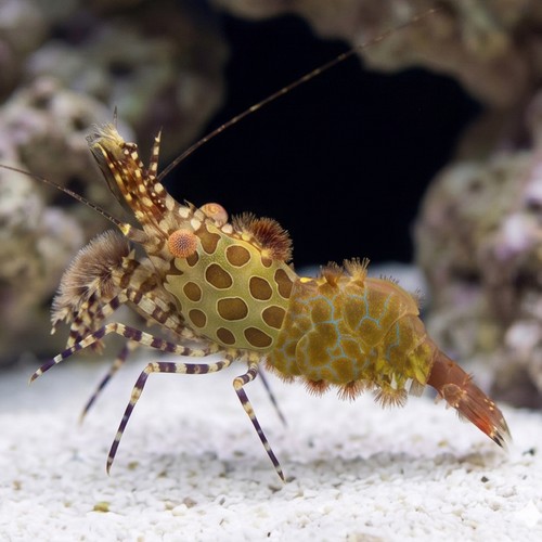 Monkey Shrimp