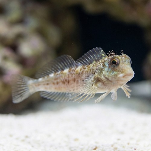 Molly Miller Blenny
