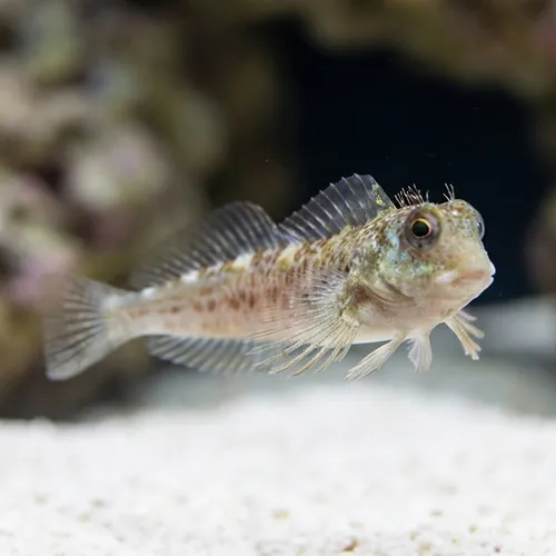 Molly Miller Blenny - Captive Bred