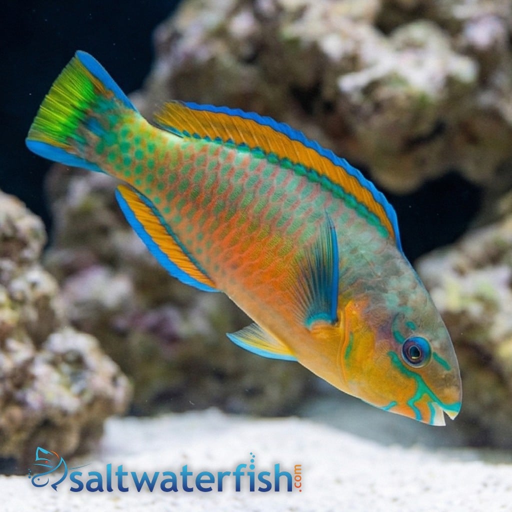 Quoys Parrotfish
