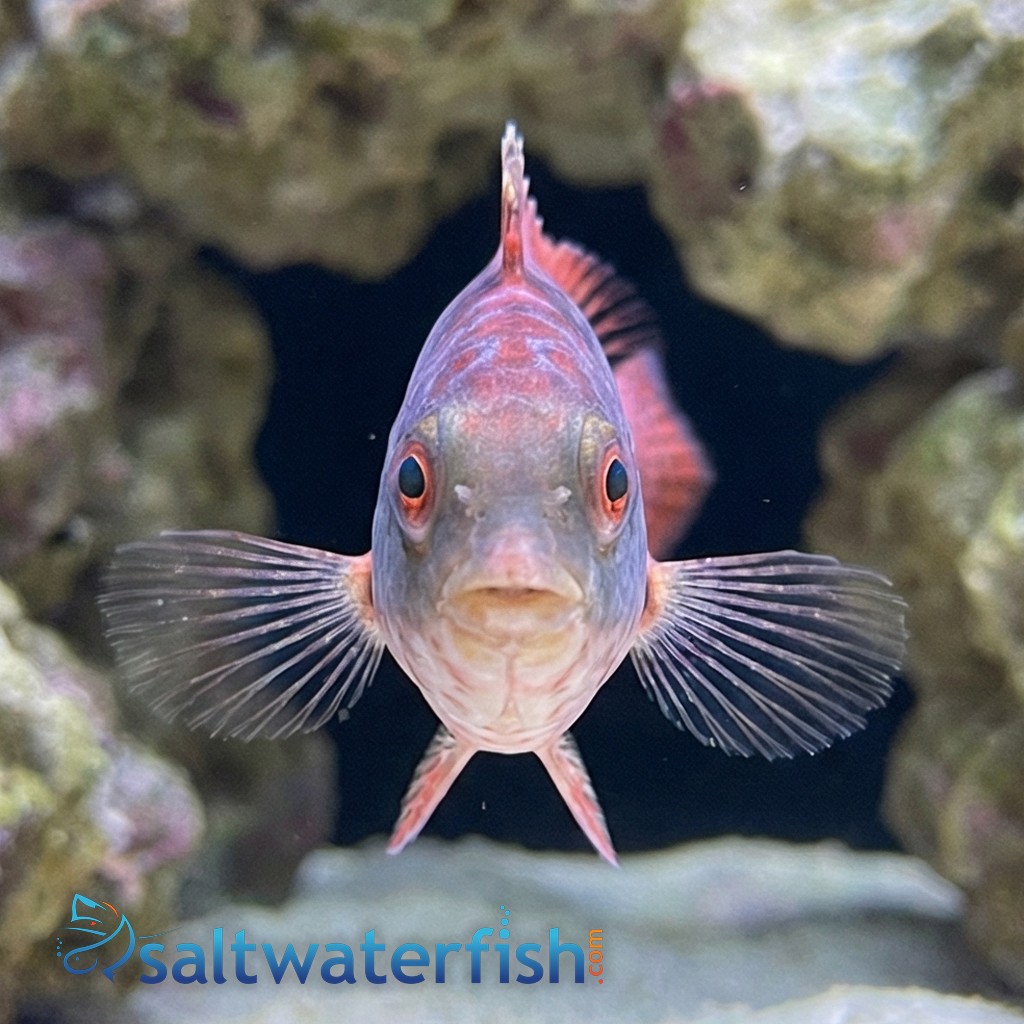 Assorted Parrotfish - Caribbean