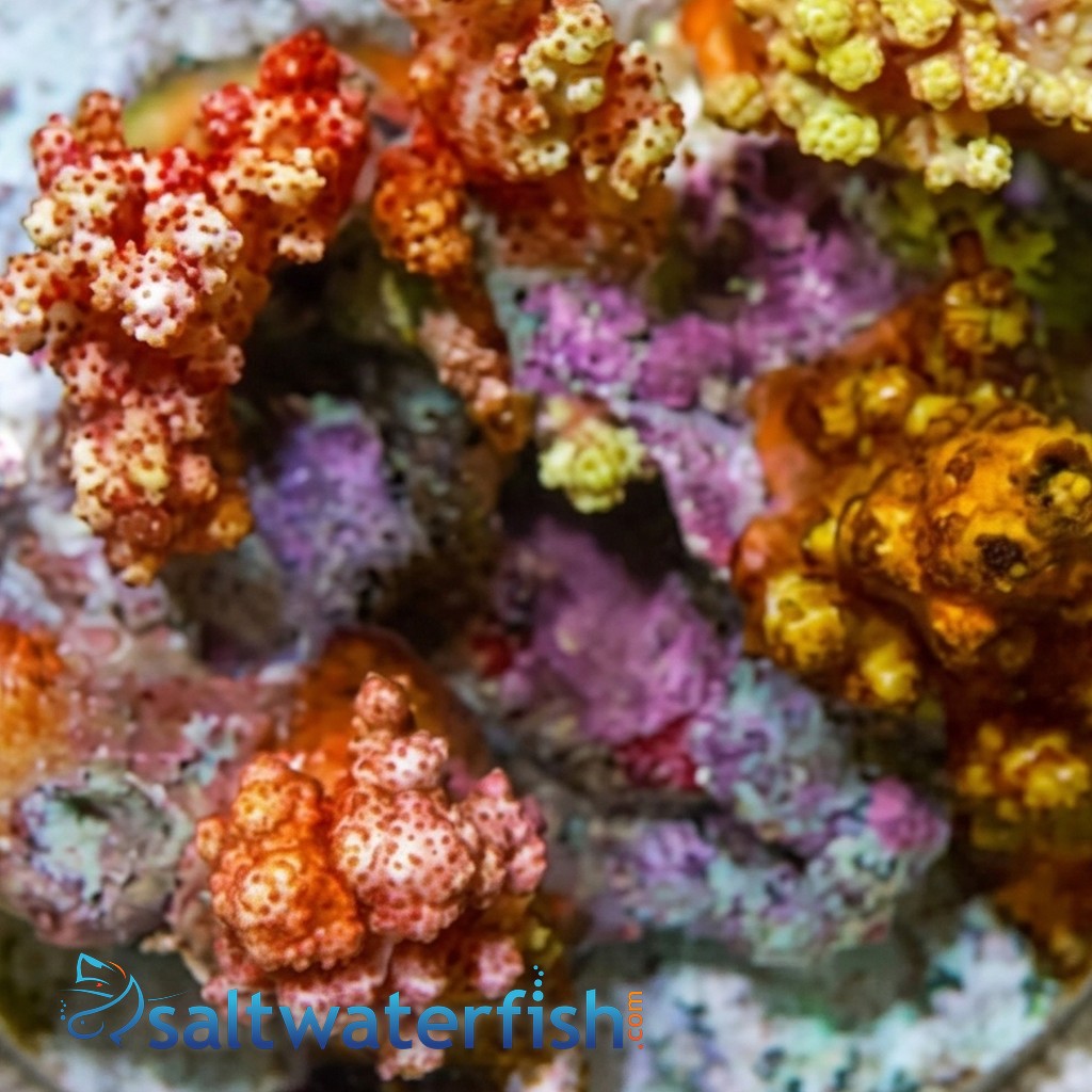 Soft Coral Tree : Orange/Yellow Colony - Indo Pacific