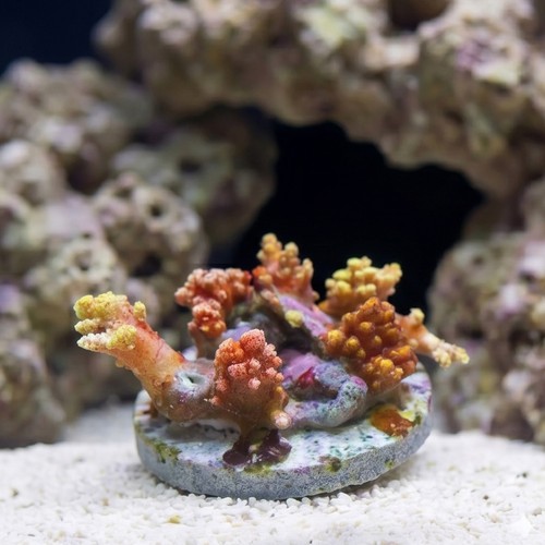 Soft Coral Tree : Orange/Yellow Colony - Indo Pacific
