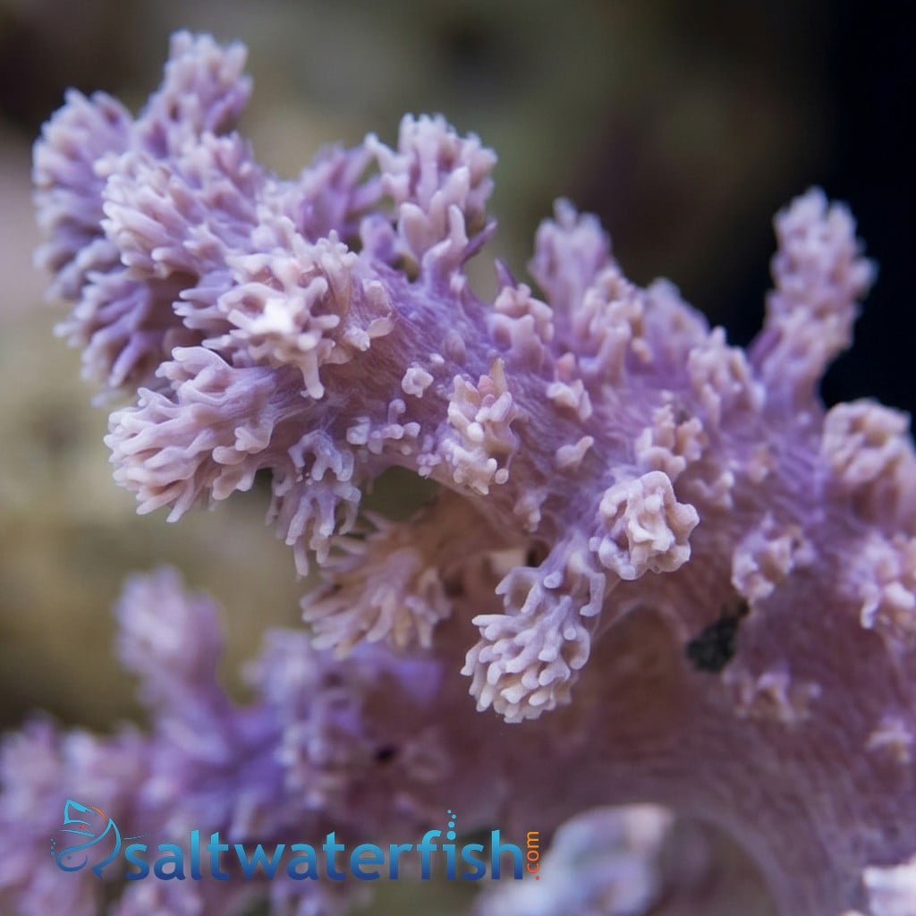 Soft Coral Tree : Assorted 