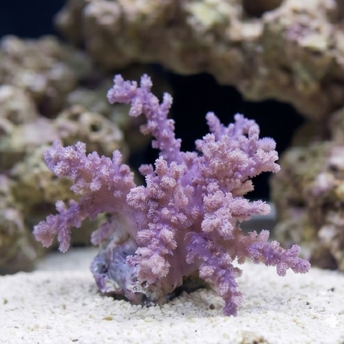 Soft Coral Tree : Assorted 