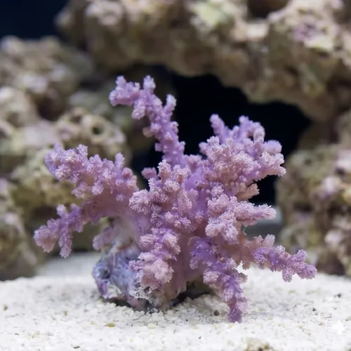 Soft Coral Tree : Assorted