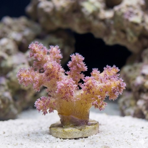 Soft Coral Tree : Orange/Yellow Colony - Aquacultured